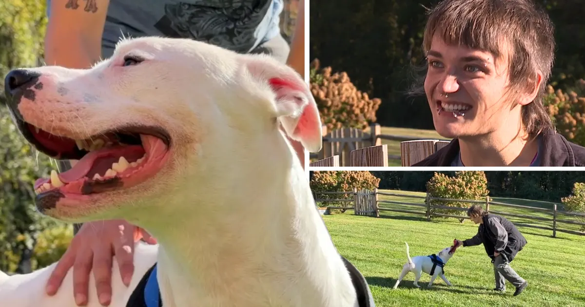 Overcoming the odds: Deaf pit bull adopted after lengthy shelter stay