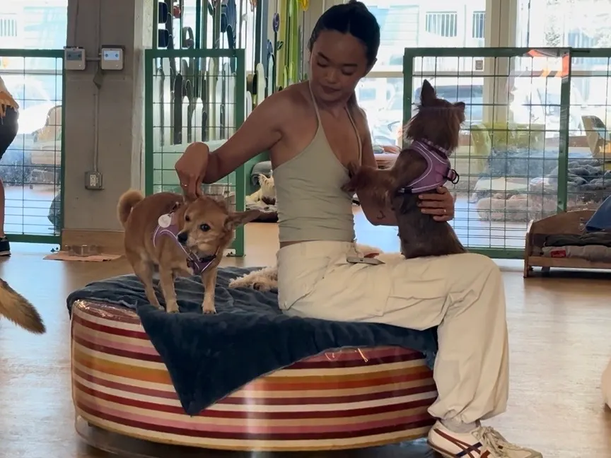Second chances: the story of Muttville