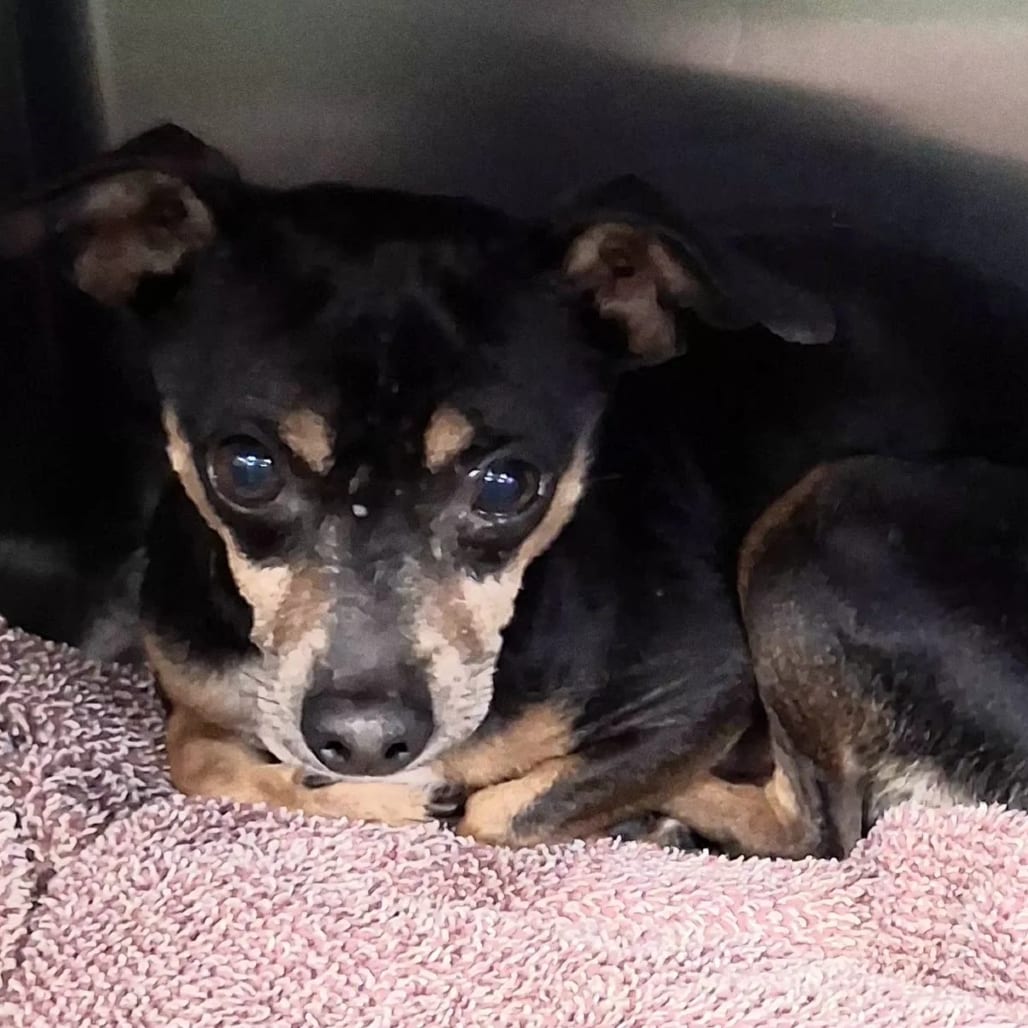 Photo of Pawfessor Mack, adoptable senior Chihuahua / Mix in Spokane, Washington