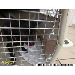 Photo of Ruby, adoptable senior Mixed Breed (Medium) in West Palm Beach, Florida