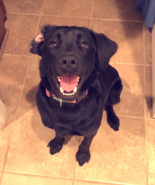 Photo of Bunny, adoptable senior Labrador Retriever in Enfield, Connecticut