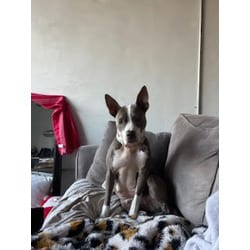 Photo of Coco, adoptable senior American Pit Bull Terrier in Baton Rouge, Louisiana
