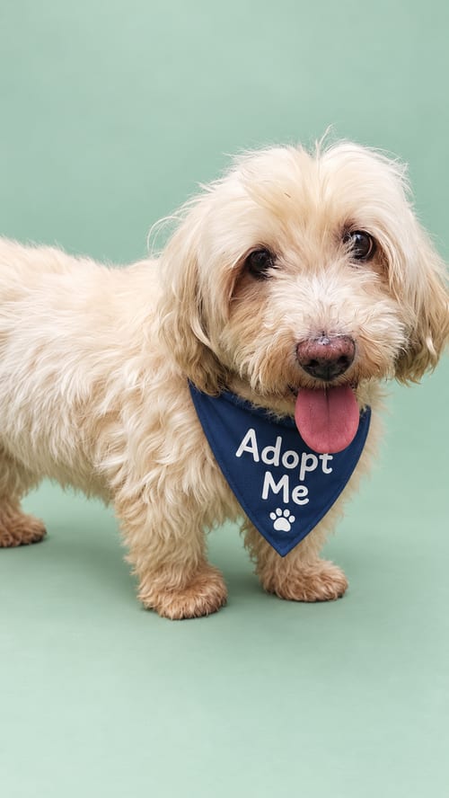 Photo of Snoopy T, adoptable senior Poodle (Miniature) in Inglewood, California