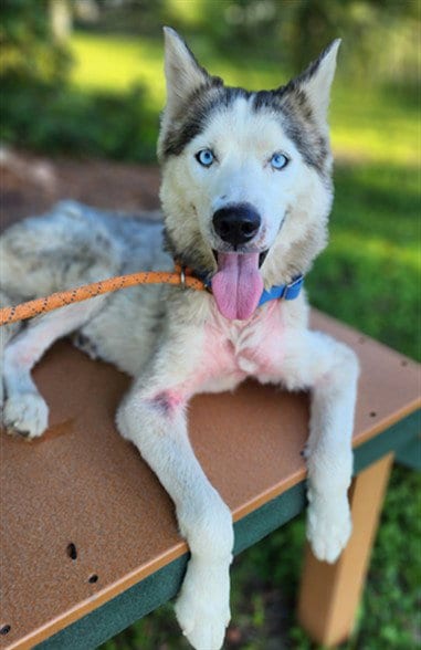 Photo of Cristal, adoptable senior Siberian Husky in Fort Lauderdale, Florida