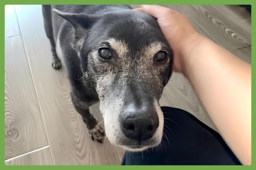 Photo of Ellie, adoptable senior German Shepherd Dog in Amherst, Massachusetts