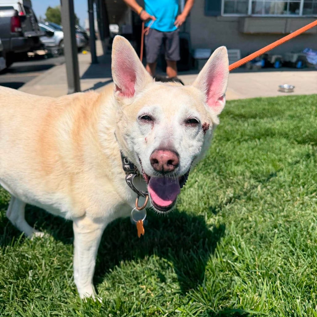 Photo of Frannie, adoptable senior Spitz / Mixed Breed (Medium) in Bend, Oregon