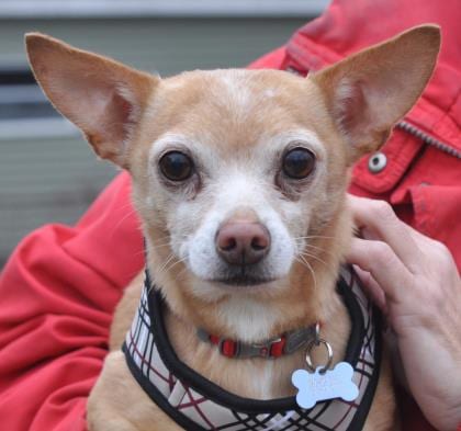 Photo of Soldier, adoptable senior Chihuahua, Short Coat/Mix in Libertyville, Illinois