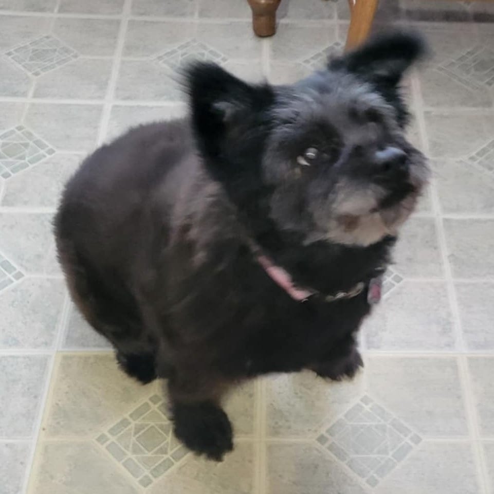 Photo of Rags (fka Bala), adoptable senior Terrier, Tibetan in Potomac, Maryland