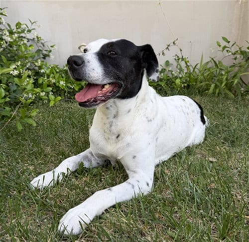 Photo of Gotti, adoptable senior Pit Bull Terrier in Las Vegas, Nevada