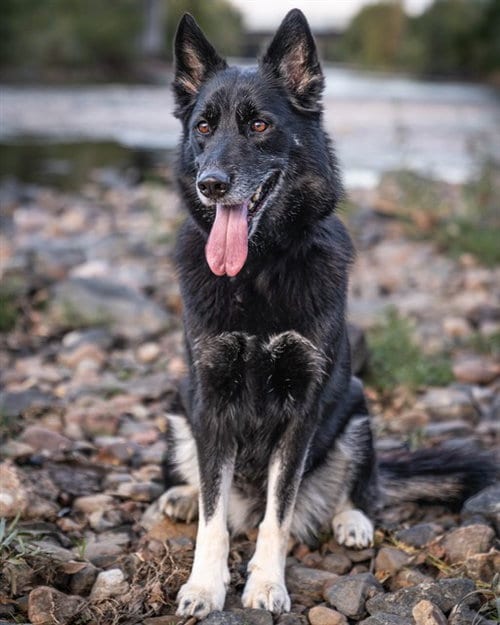 Photo of Lydia, adoptable senior German Shepherd Dog in Denver, Colorado