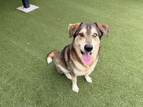 Photo of Canelo, adoptable senior Siberian Husky in Garland, Texas