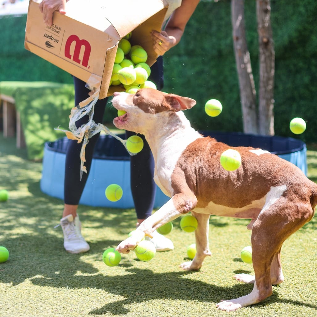Photo of Harry, adoptable senior Mixed Breed (Medium) in Dallas, Texas