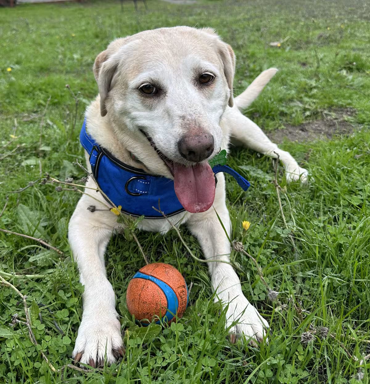 Photo of Rosie, adoptable senior Labrador Retriever in Petaluma, California