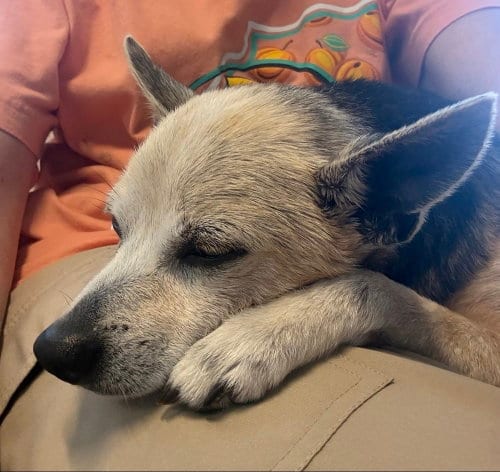 Photo of Peanut Butter, adoptable senior Chihuahua in oakland, Florida