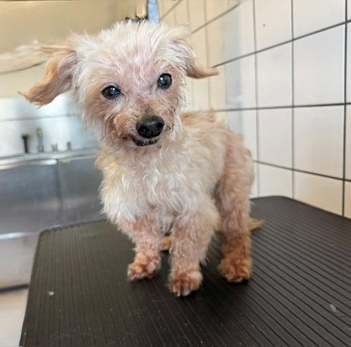 Photo of Liza, adoptable senior Shih Tzu in Downey, California