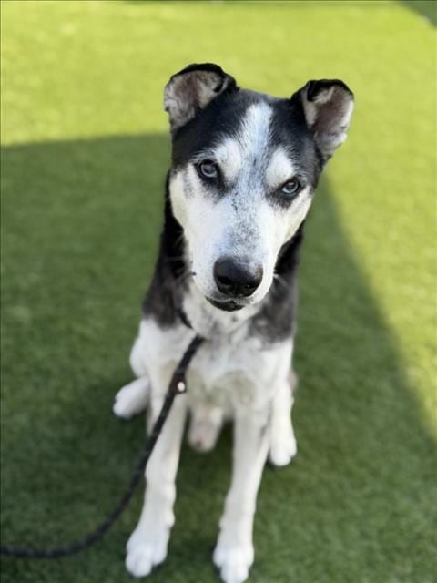 Photo of Gramps, adoptable senior Siberian Husky in Los Angeles, California