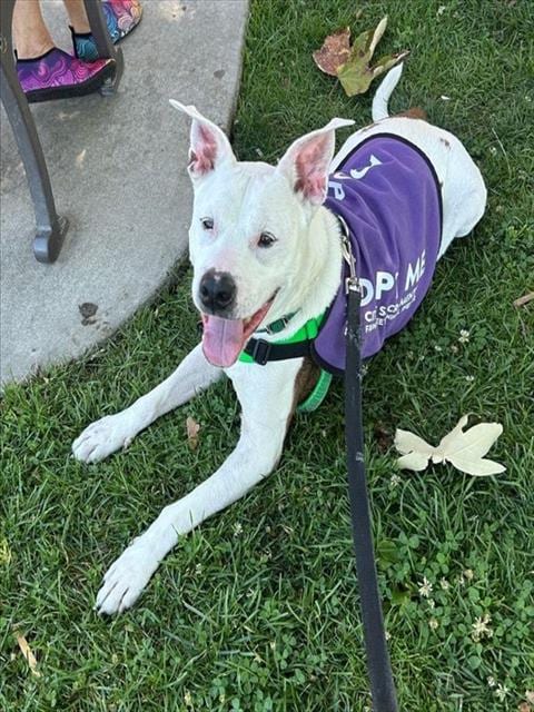Photo of Lil Meechie, adoptable senior Pit Bull Terrier in Sacramento, California