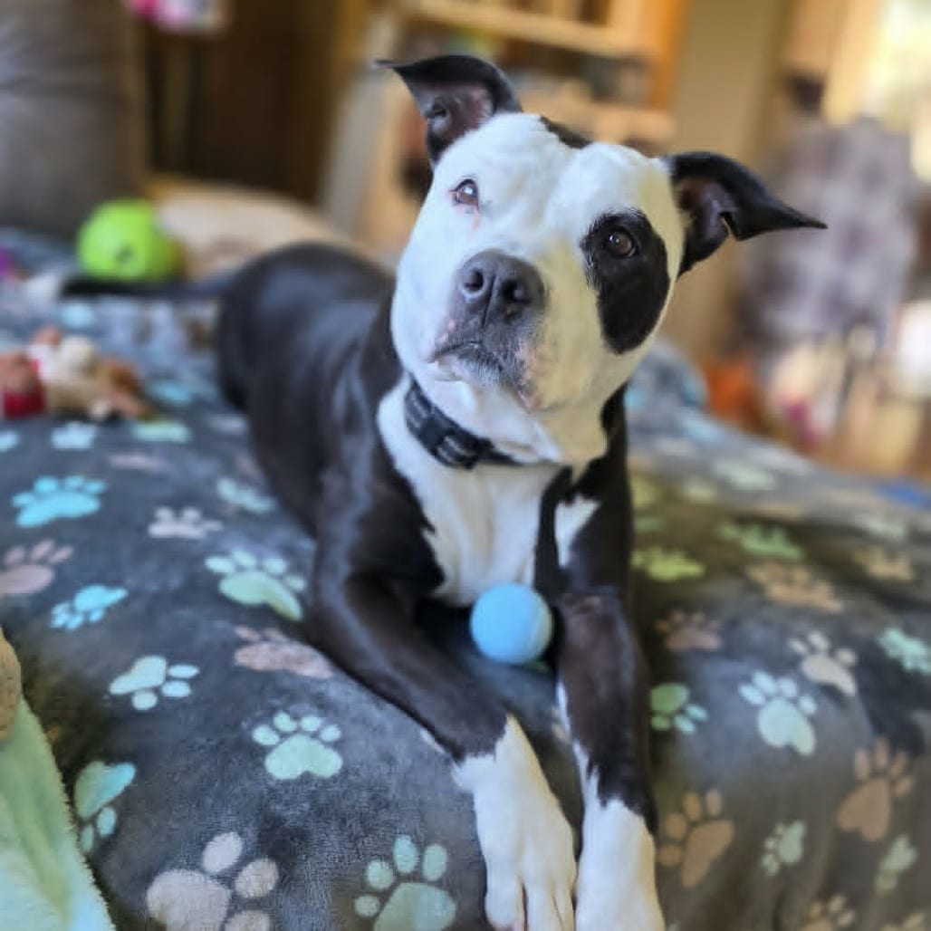 Photo of Indy, adoptable senior Terrier, Pit Bull / Mixed Breed (Medium) in Alma, Wisconsin