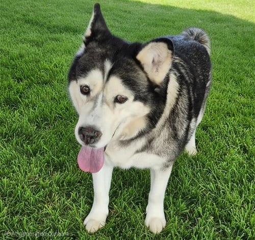 Photo of Zola, adoptable senior Husky in Albuquerque, New Mexico