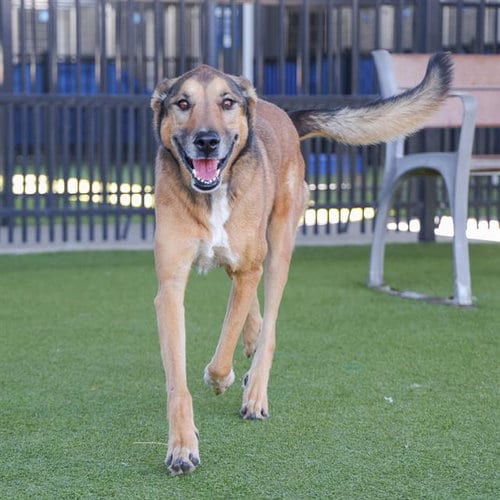 Photo of Zeva, adoptable senior German Shepherd Dog in Waco, Texas