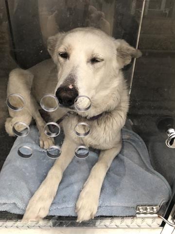 Photo of Bella, adoptable senior German Shepherd Dog in Dallas, Texas
