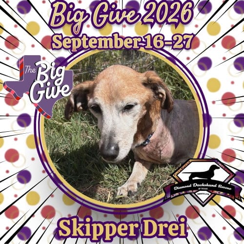 Photo of Skipper Drei, adoptable senior Dachshund in San Antonio, Texas