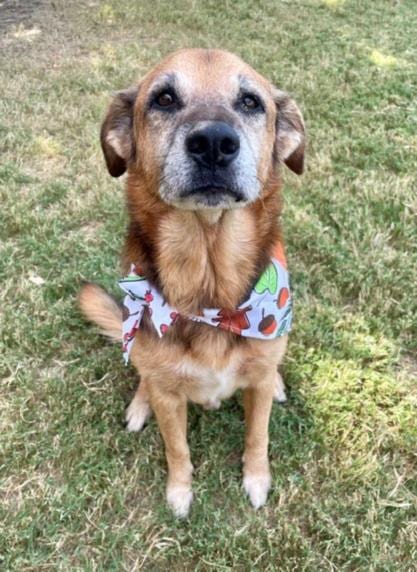 Photo of Keirin, adoptable senior German Shepherd Dog in Tulsa, Oklahoma