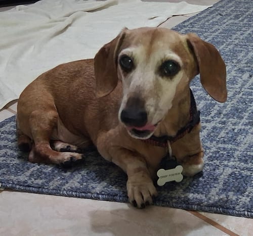 Photo of Elvis, adoptable senior Dachshund in Weston, Florida