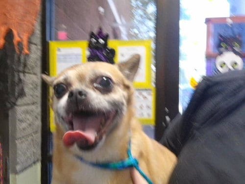 Photo of Anabell, adoptable senior Chihuahua in Tulsa, Oklahoma