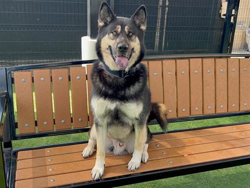 Photo of Oslo, adoptable senior Siberian Husky in Orange, California