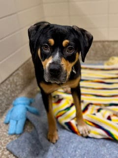 Photo of Eleanor, adoptable senior Black and Tan Coonhound in Clyde, North Carolina