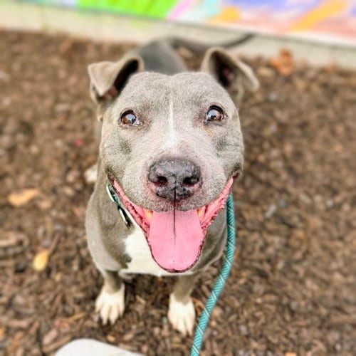 Photo of Gladys, adoptable senior American Pit Bull Terrier in Oakland, California