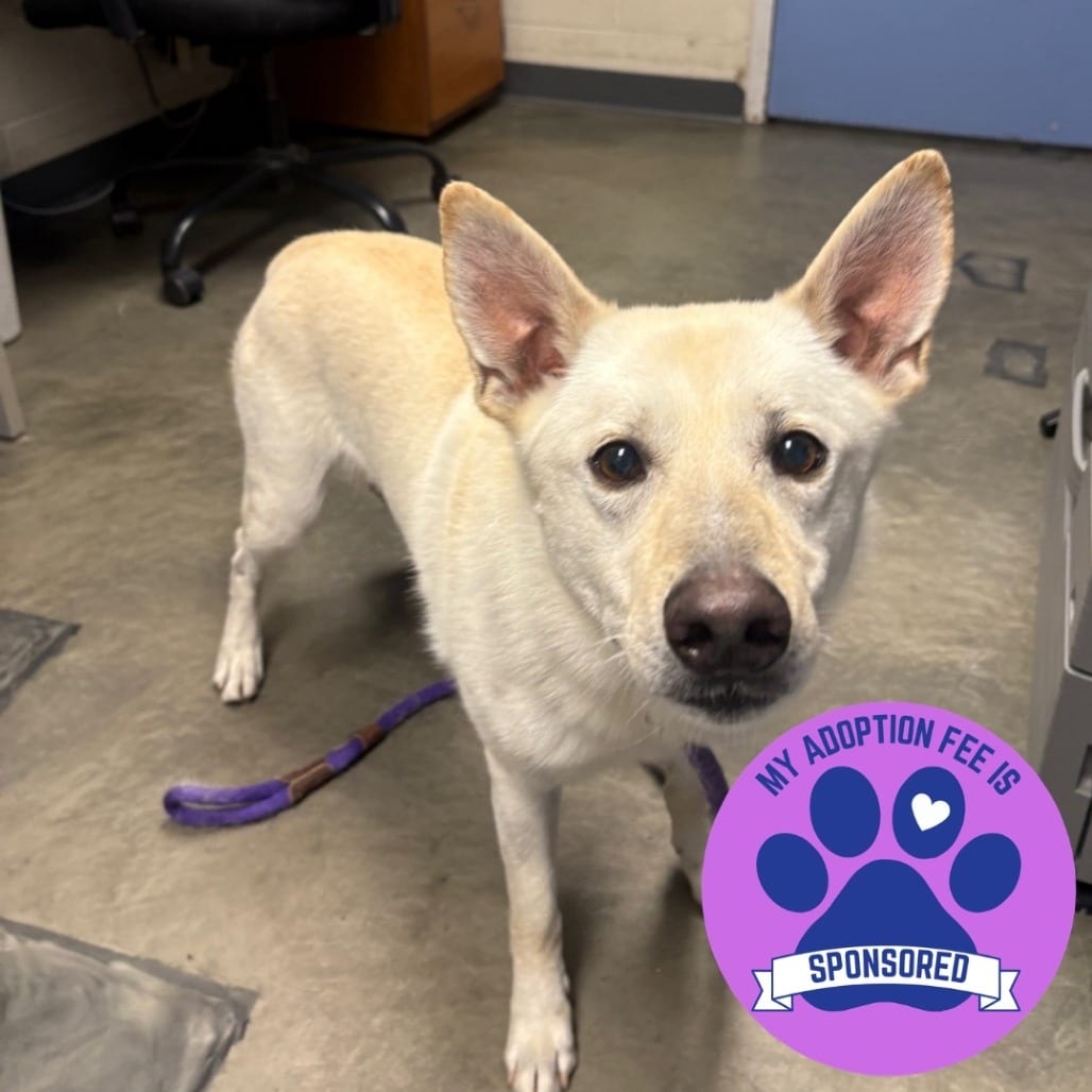 Photo of Yeti, adoptable senior Mixed Breed (Medium) in DeKalb, Illinois