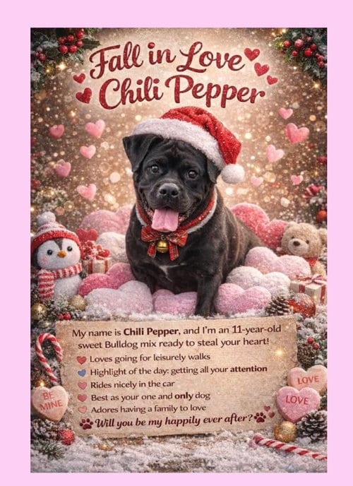 Photo of Chili Pepper, adoptable senior Bulldog in Thomasville, North Carolina