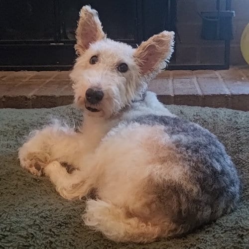 Photo of Zoey, adoptable senior Terrier in Dallas, Texas