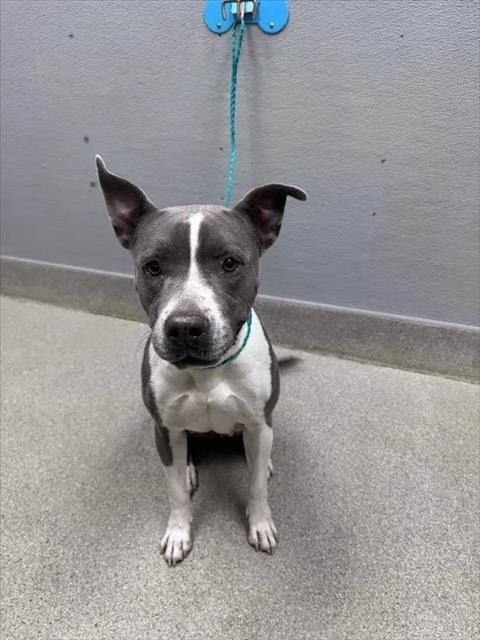 Photo of Juniper, adoptable senior Pit Bull Terrier in Las Vegas, Nevada