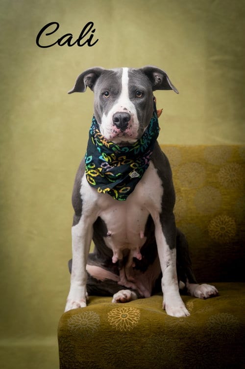 Photo of Cali, adoptable senior American Pit Bull Terrier in North Myrtle Beach, South Carolina