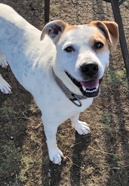 Jasmine, adoptable senior Terrier in Dallas, TX