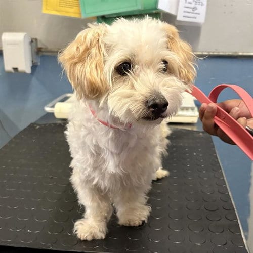 Photo of Ginger, adoptable senior Maltese in Camarillo, California