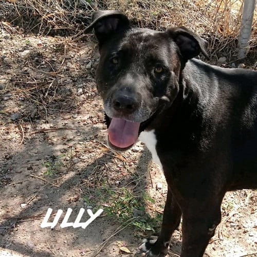 Lilly, adoptable senior Labrador Retriever in Vail, AZ