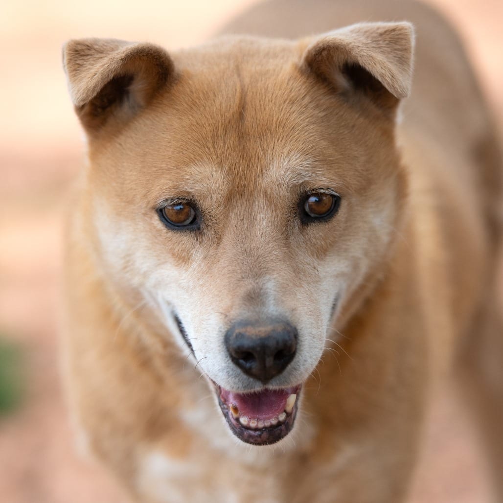 Photo of Prairie Dawn, adoptable senior Shepherd / Mix in Kanab, Utah