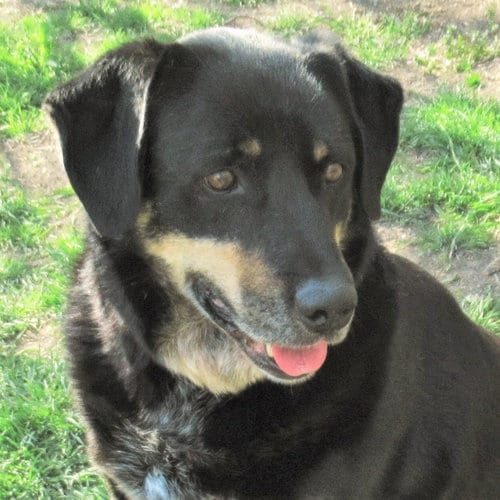 Photo of Jed, adoptable senior Labrador Retriever in Godley, Texas