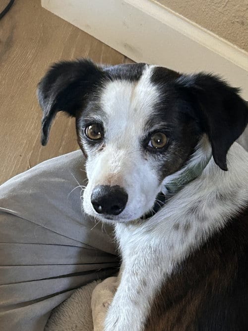 Photo of Jack #11, adoptable senior Jack Russell Terrier in Chandler, Arizona