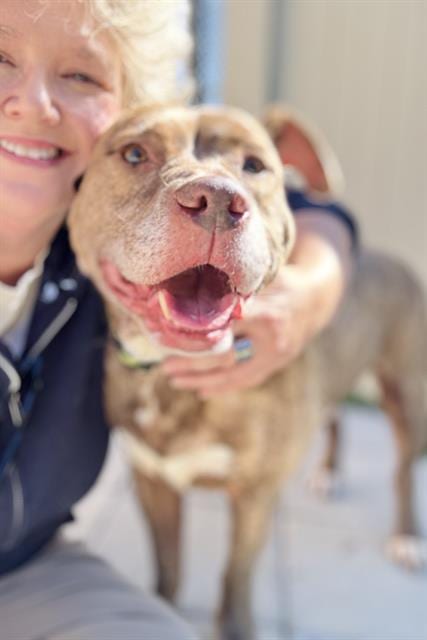 Photo of Melo, adoptable senior Terrier in Haw River, North Carolina