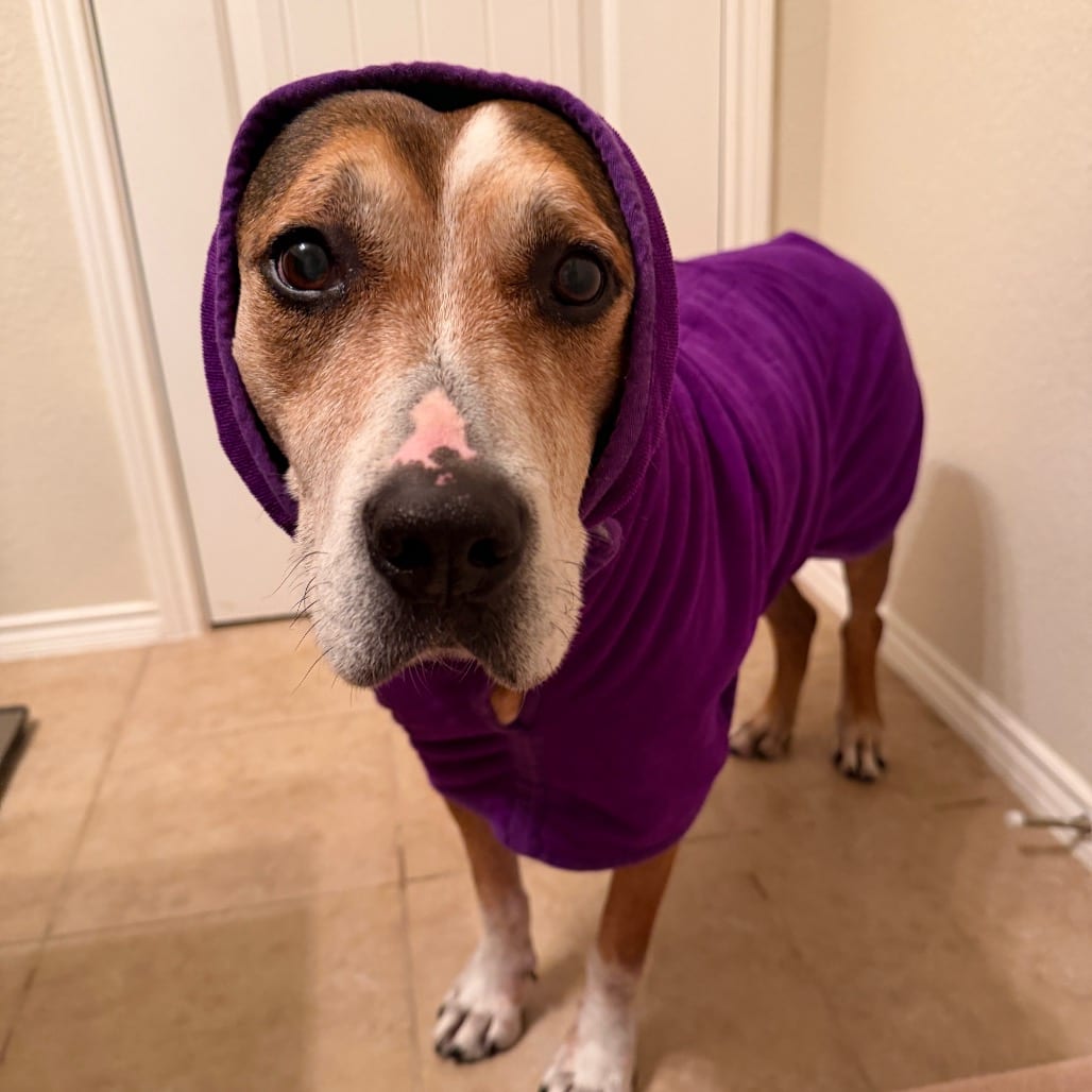 Photo of Evander, adoptable senior Retriever, Labrador / Mixed Breed (Large) in Dallas, Texas