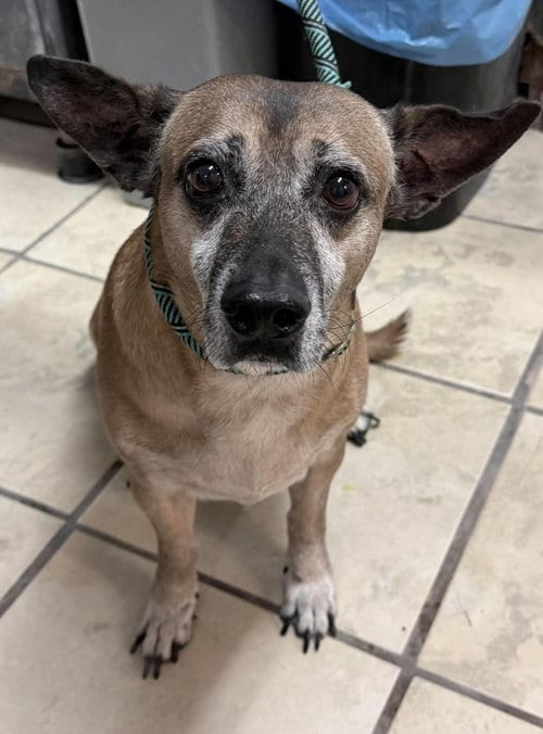 Photo of Garth, adoptable senior Beagle in El Centro, California