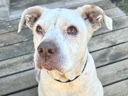 Photo of Jazz, adoptable senior dog in Georgetown, Texas
