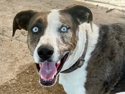 Photo of Titan, adoptable senior dog in Georgetown, Texas
