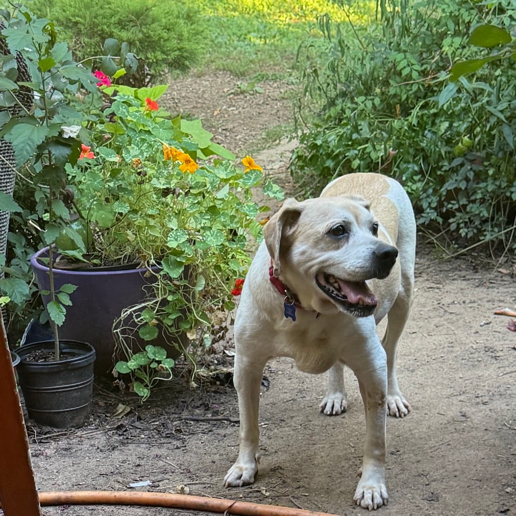 Photo of Ernie, adoptable senior Beagle / Mixed Breed (Medium) in Potomac, Maryland