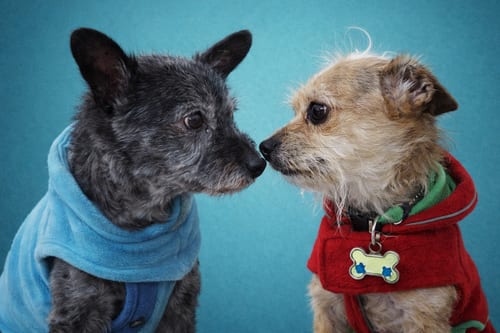 Photo of Toto, adoptable senior Cairn Terrier in Princeton, Minnesota